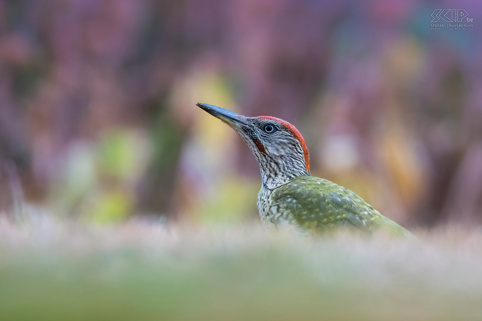 Juvenile green woodpecker Juvenile green woodpecker (Picus viridis) in our garden. Juveniles have a speckled plumage and the moustachial stripe (black=female, red=male) is less visible. Stefan Cruysberghs